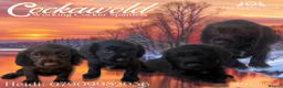 Cocker Spaniel dogs for sale: 🖤 Quality Working Cocker Spaniels: Ready March🖤 - Advert 1