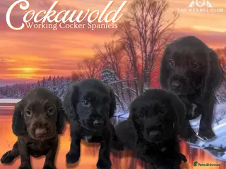 Cocker Spaniel dogs 🖤 Quality Working Cocker Spaniels: Ready March🖤 - Advert 4