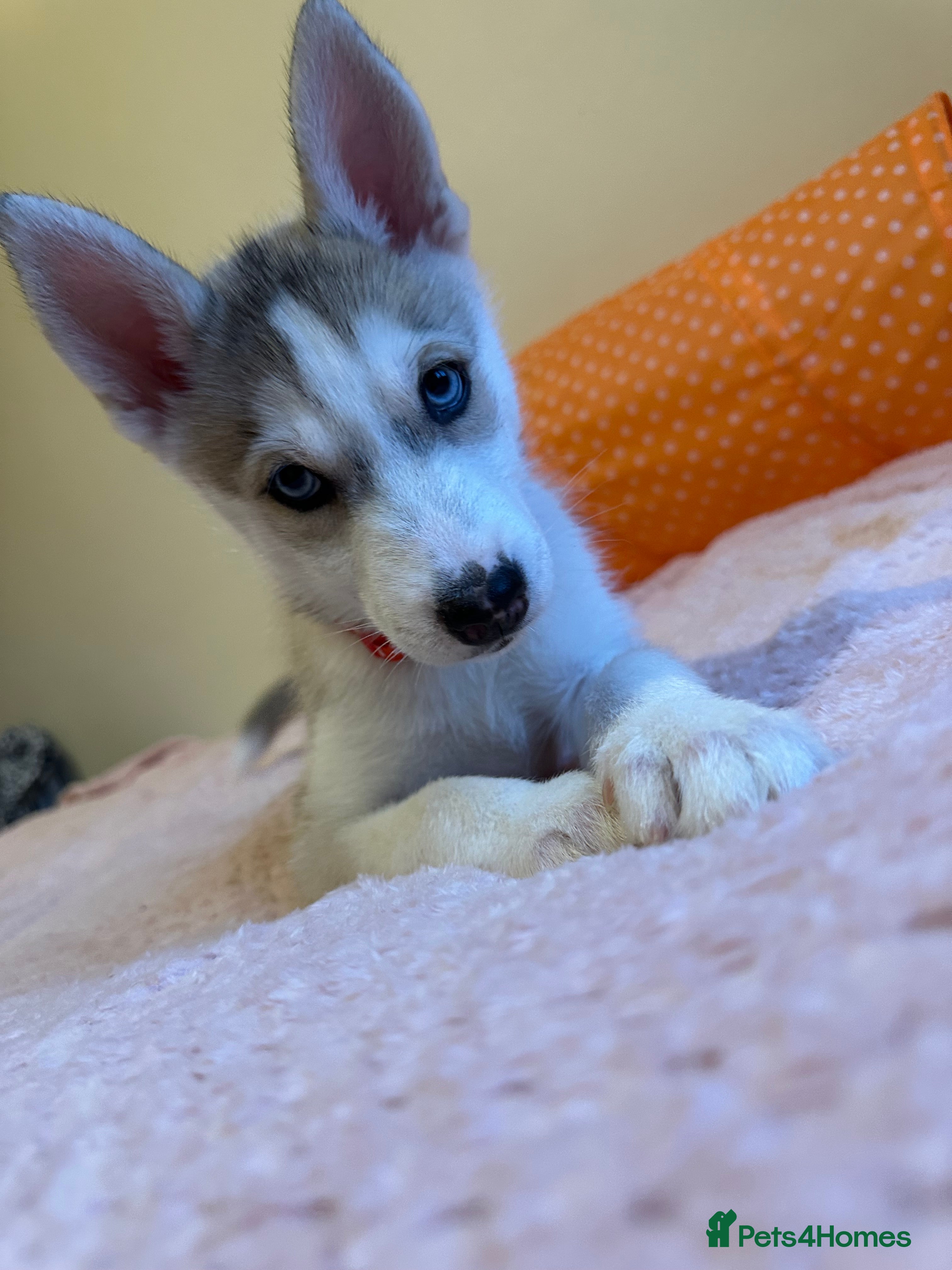 Siberian Husky dogs 🐾 last girl available 🐾 - Advert 16