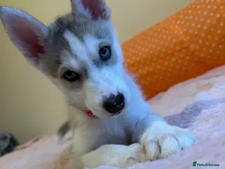 Siberian Husky dogs 🐾 last girl available 🐾 - Advert 16