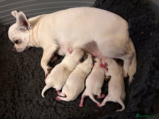 Chihuahua dogs Stunning Chihuahua Puppy for sale - Advert 3