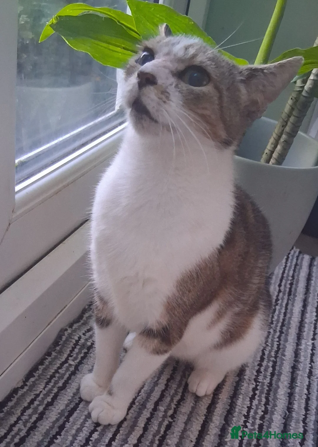 British Shorthair cats for sale: Two Tuxedo Males & 2 tabby females  - Advert 14