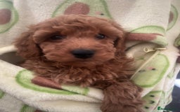 Cavapoo dogs for sale: Cavapoo puppies for sale - Image 15