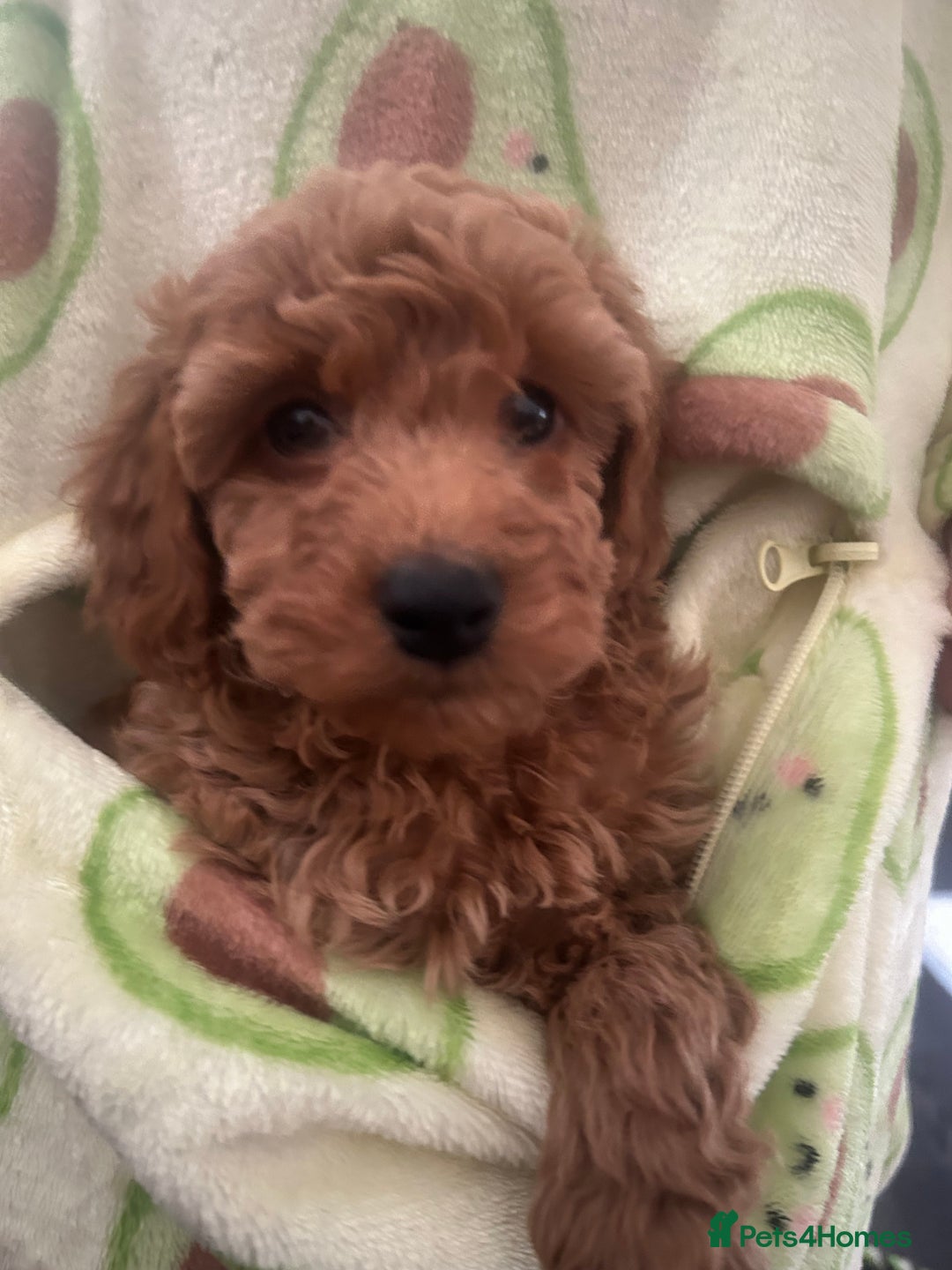 Cavapoo dogs for sale: Cavapoo puppies for sale - Image 15