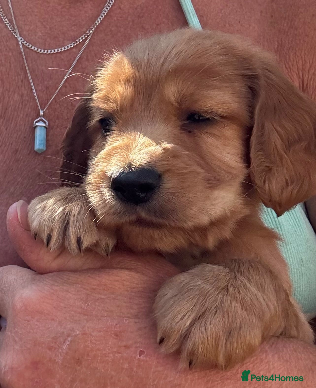 Cocker Spaniel dogs Beautiful litter of cocker spaniel puppies - Advert 2