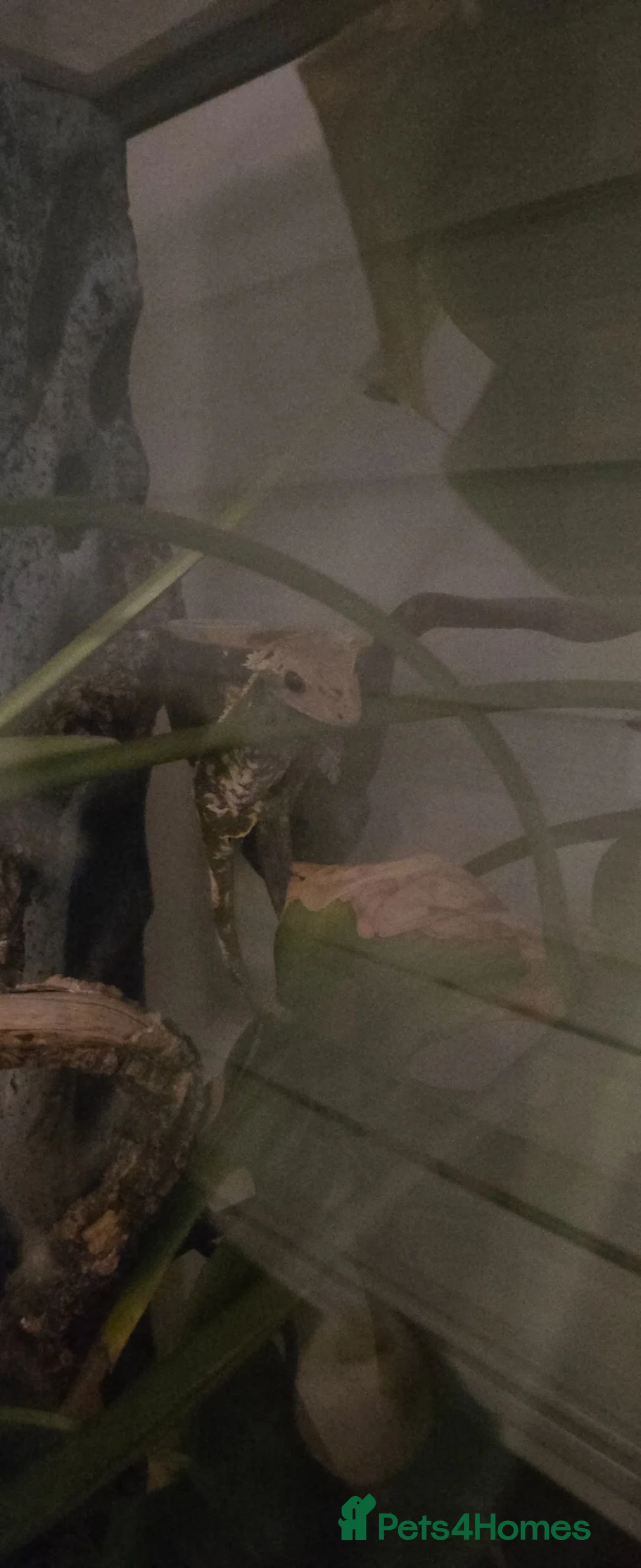 Gecko reptiles for sale: Crested Gecko and Set up in Newark - Advert 2