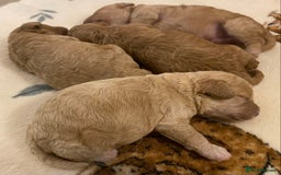 Cavapoo dogs for sale: Gorgeous Teddybear Cavapoo Puppies health checked  - Advert 24