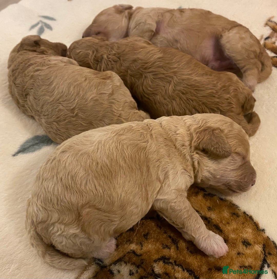 Cavapoo dogs for sale: Gorgeous Teddybear Cavapoo Puppies health checked  - Advert 24