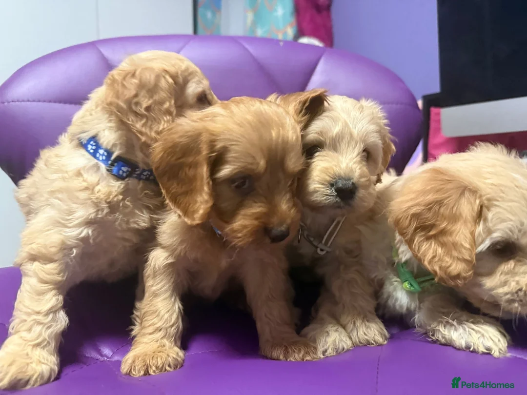 Cockapoo dogs for sale: Beautiful puppies  - Advert 7