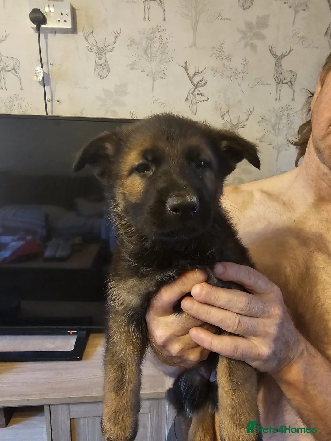 German Shepherd dogs for sale: KC registered German shepherd pups  - Advert 11