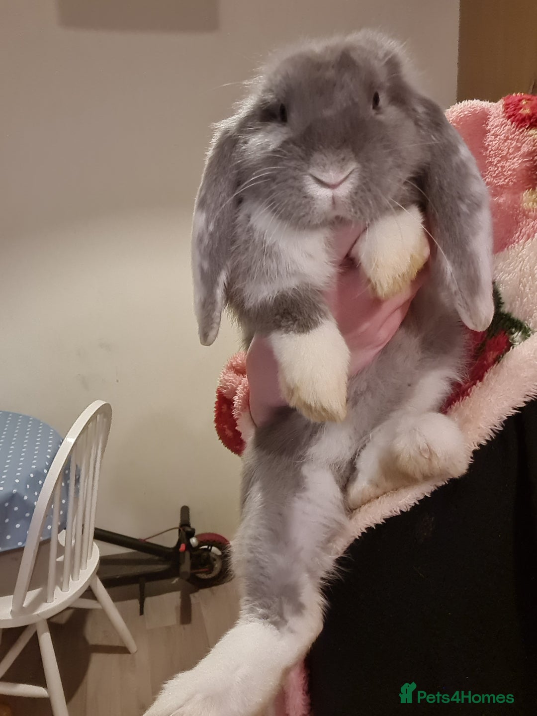 French Lop rabbits for sale: 14 week old French lops - Advert 1