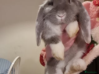 French Lop rabbits 14 week old French lops - Advert 1