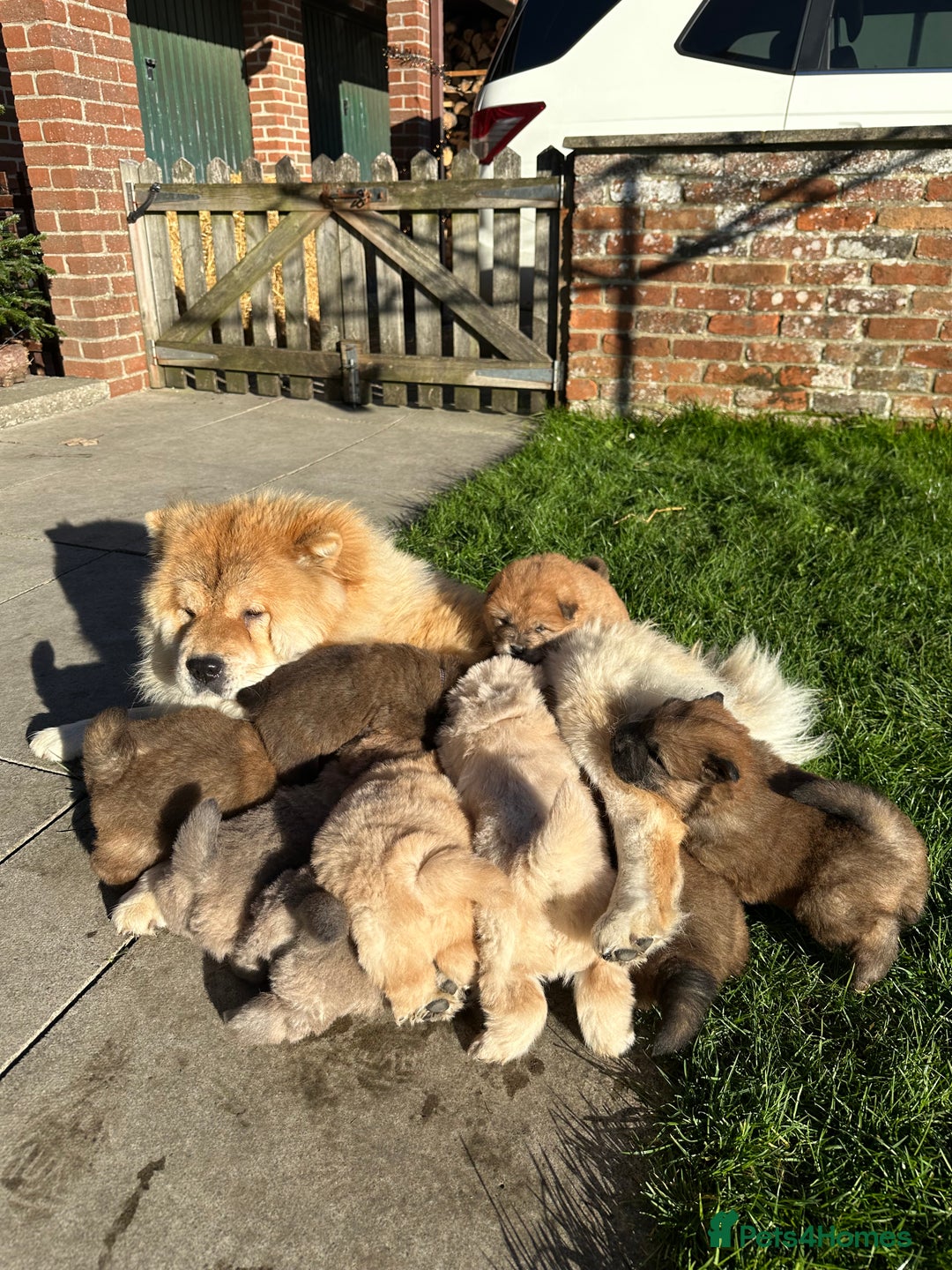 Chow Chow dogs for sale: Gorgeous Chow Chow Puppies Raised in a loving Home - Advert 22