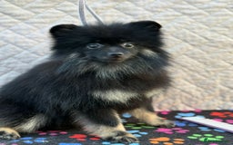 Pomeranian dogs for adoption: Puffy: A Little Heart That Survived - Image 4