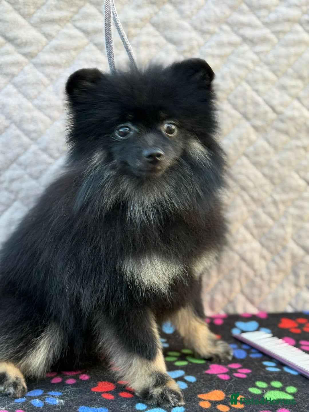 Pomeranian dogs for adoption: Puffy: A Little Heart That Survived - Image 4