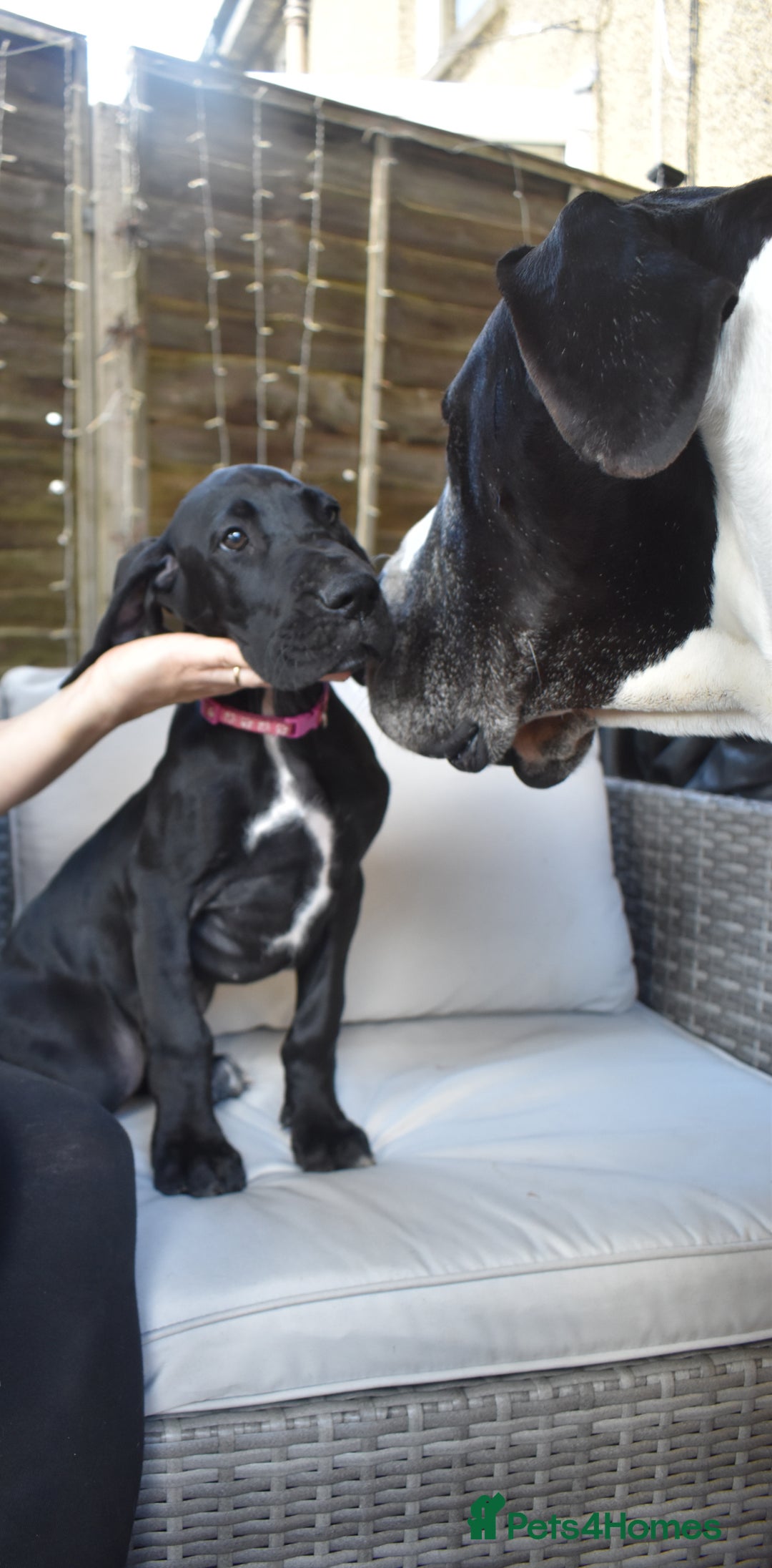 Great Dane dogs for sale: Great danes puppies KC ready!!! in Bathgate - Image 35