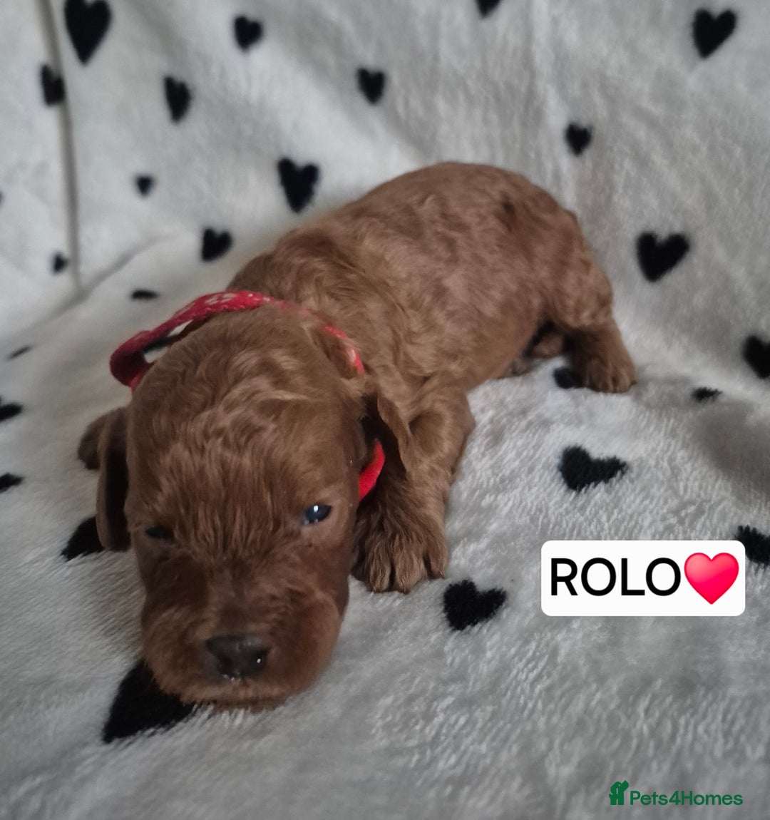 Cavapoo dogs for sale: 🧡 HEALTH TESTED F1B CAVAPOO  PUPPIES🧡 - Image 5
