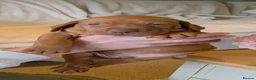 Hungarian Vizsla dogs for sale: Stunning KC Registered Hungarian Vizslas - Advert 13