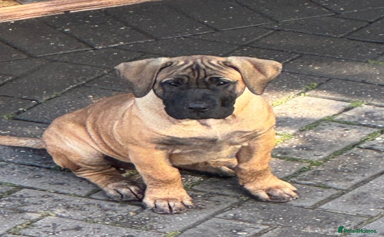 Presa Canario dogs - Advert 1