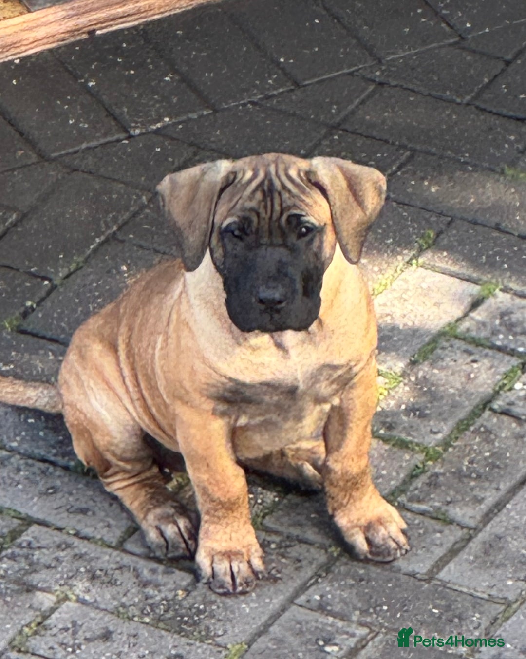 Presa Canario dogs for sale: Only 5 Star Home  - Image 1
