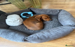 Miniature Dachshund dogs for sale: Mini Dachshund Puppy - Image 2