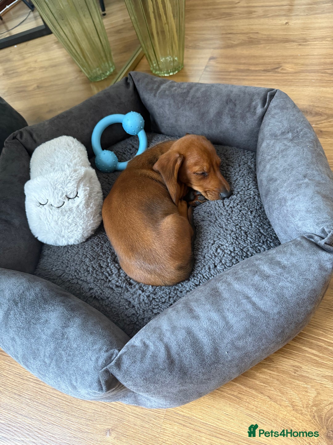 Miniature Dachshund dogs for sale: Mini Dachshund Puppy - Image 2