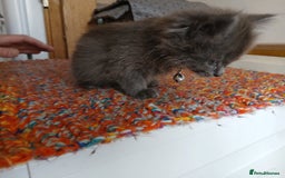 Mixed Breed cats for sale: 3 [remaining] girl kittens looking for new homes - Image 21