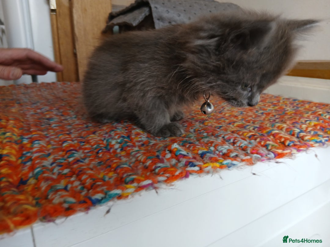 Mixed Breed cats for sale: 3 [remaining] girl kittens looking for new homes - Image 21