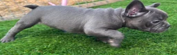 French Bulldog dogs for sale: Blue French bulldog puppies  - Advert 17