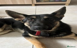 German Shepherd dogs for sale: German shepherd 8 month old - Image 2