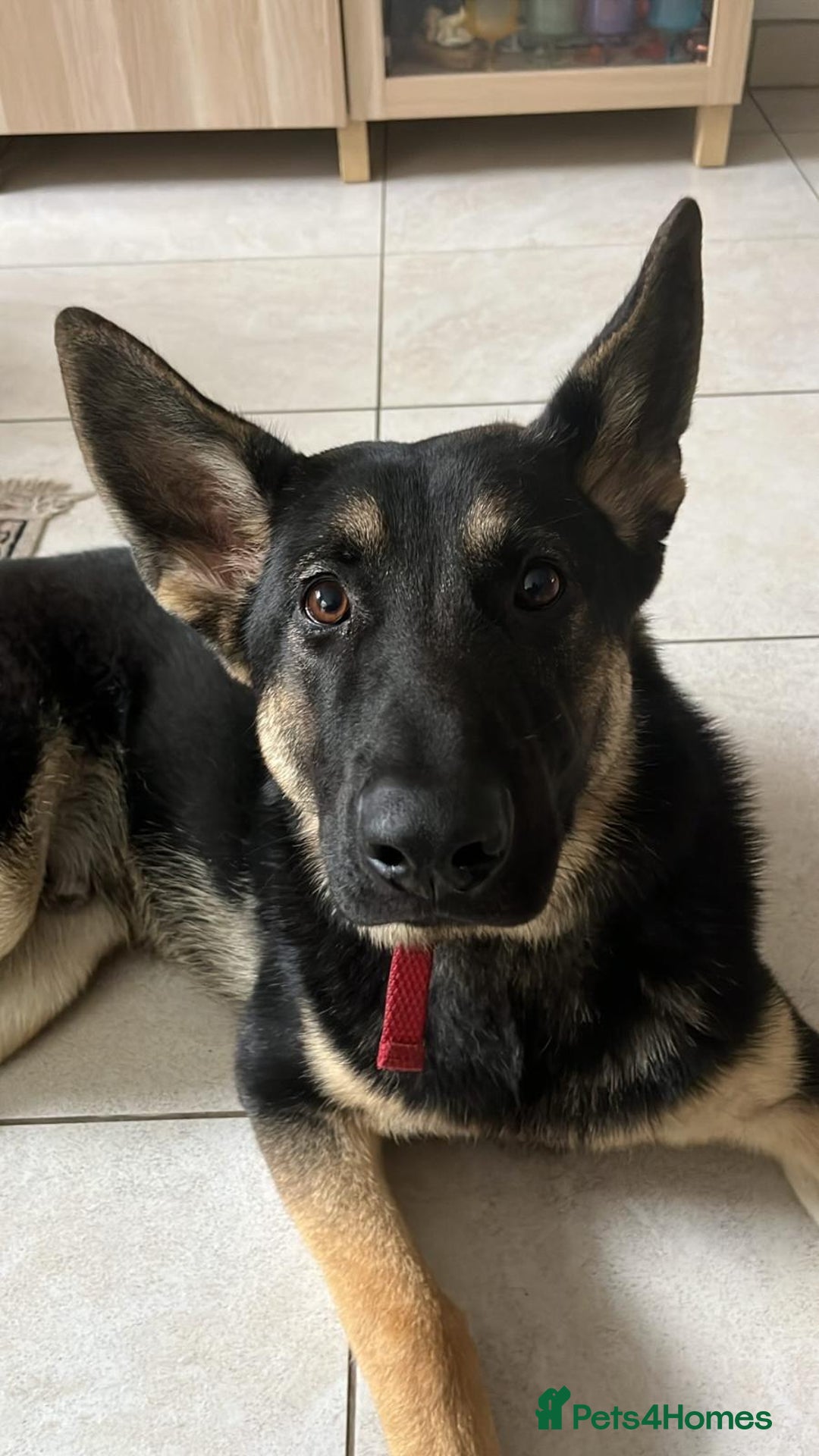German Shepherd dogs for sale: German shepherd 8 month old - Image 2