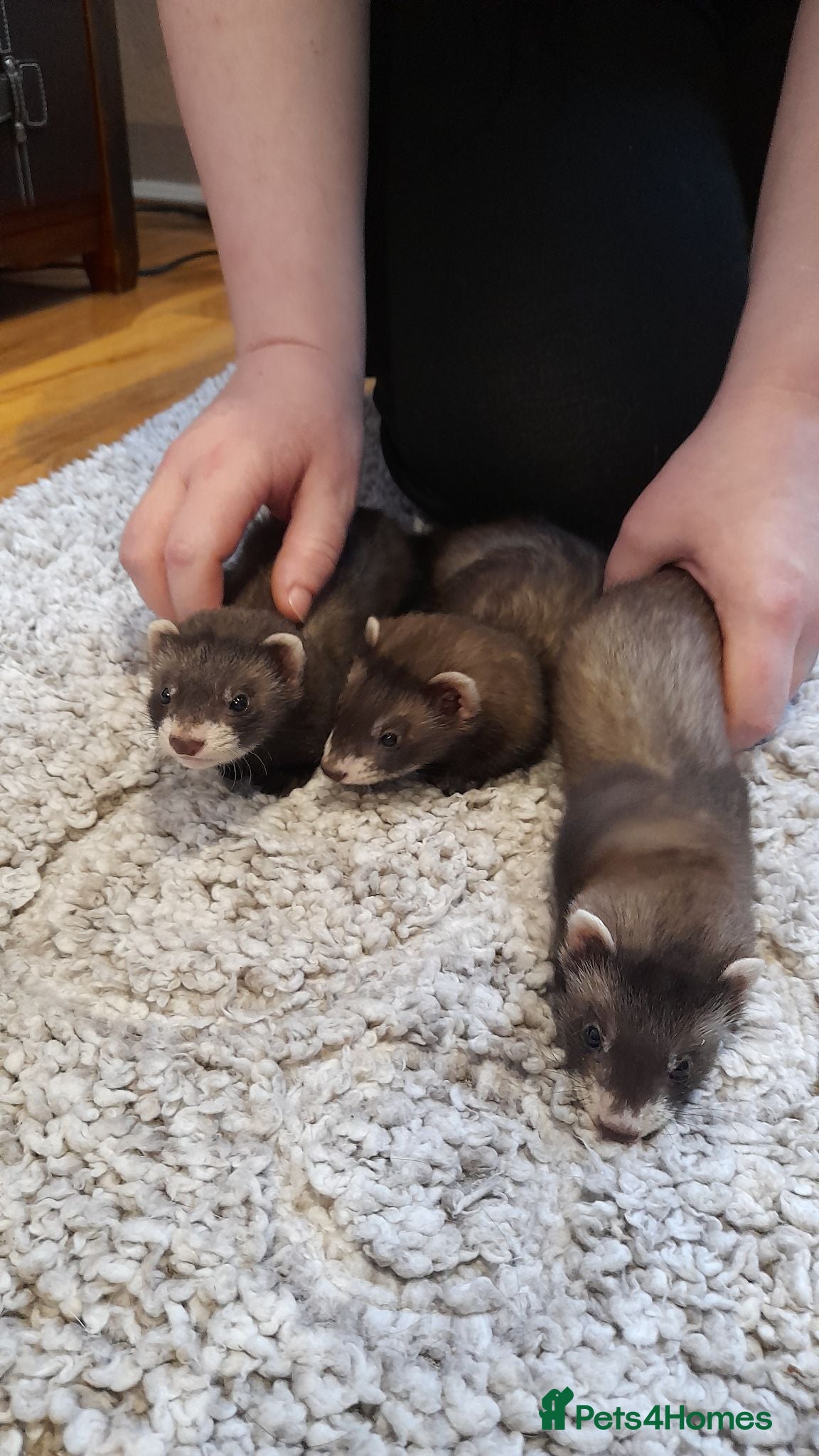 Ferret rodents Beautiful Kits Ready Now - Advert 22