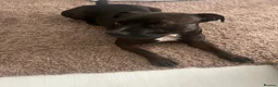 Staffordshire Bull Terrier dogs for sale: Loving Eddie the Staffy for rehome  - Advert 6