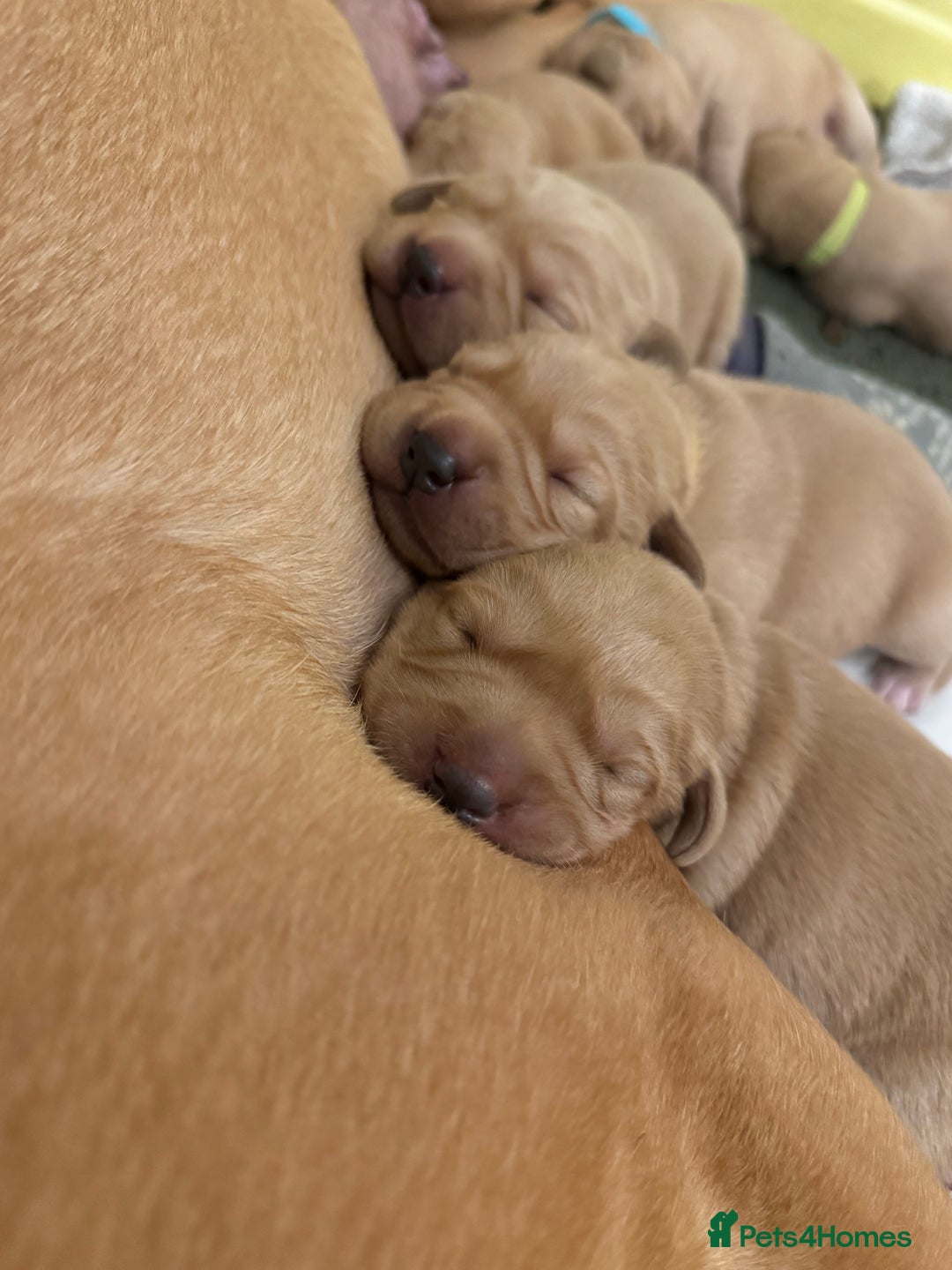 Labrador Retriever dogs for sale: Beautiful KC Fox Red Labrador puppies  - Advert 4
