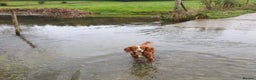Cocker Spaniel dogs for sale: Stunning KC reg red working cocker pups - Advert 30