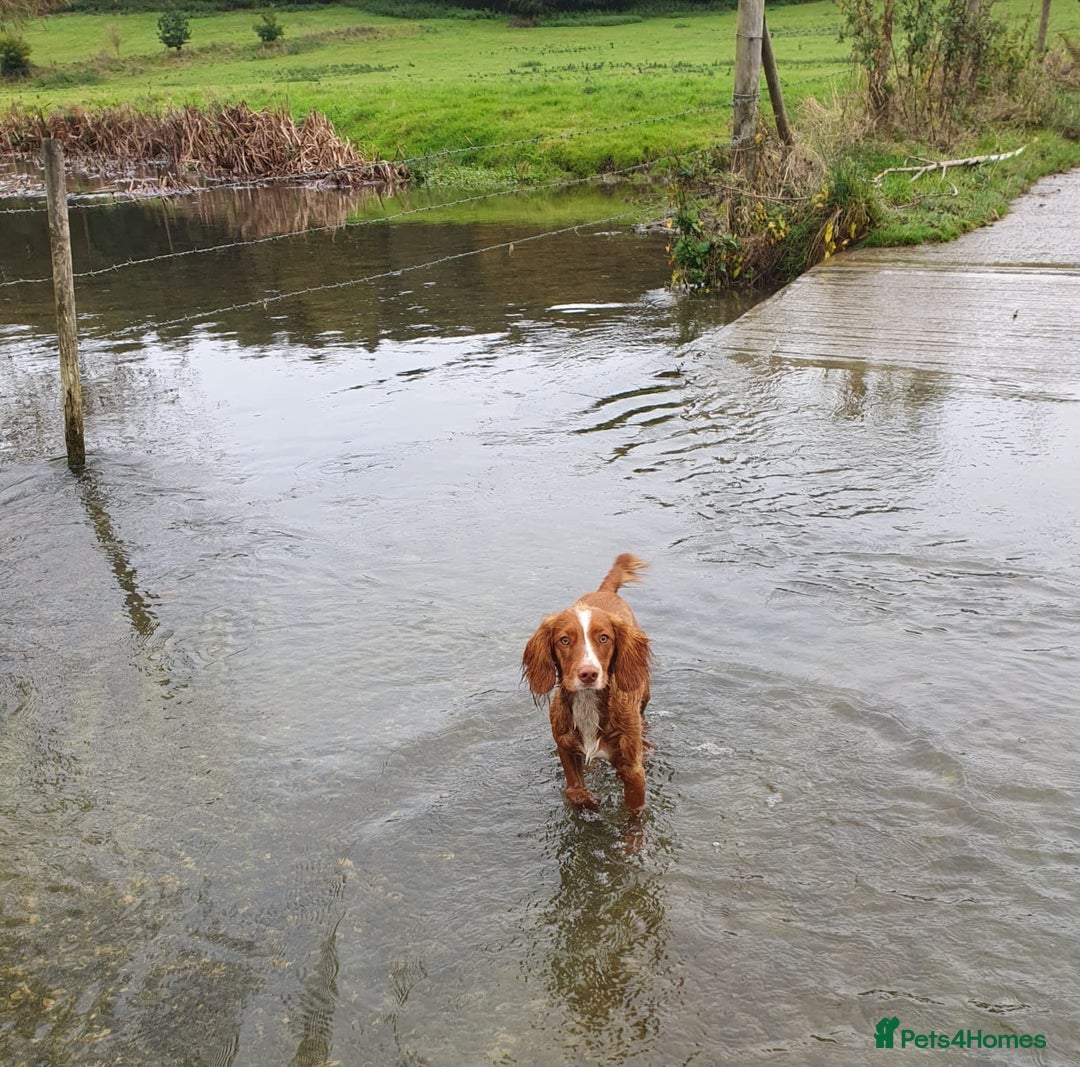 Cocker Spaniel dogs for sale: Stunning KC reg red working cocker pups - Advert 30