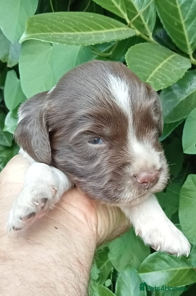 English Springer Spaniel dogs KC Registered English Springer Spaniels  - Advert 1