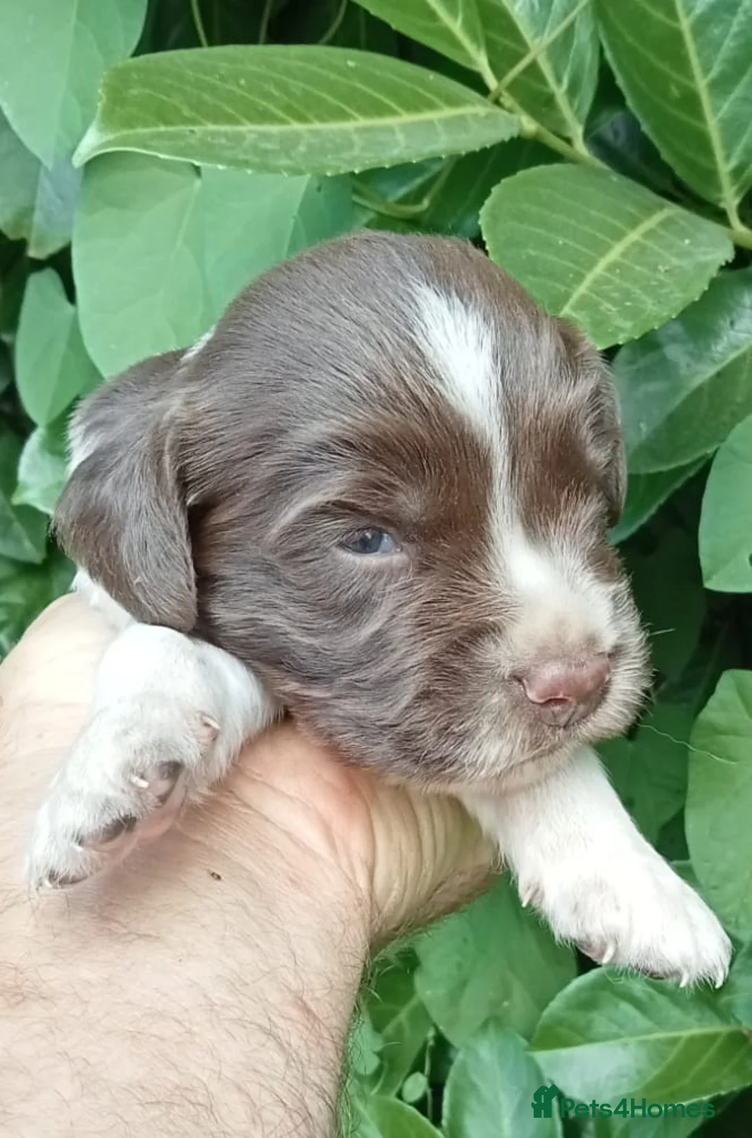 English Springer Spaniel dogs for sale: KC Registered English Springer Spaniels  - Advert 1