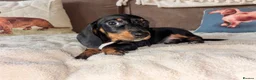 Miniature Dachshund dogs for sale: Miniature kc registered pups ready 7th oct - Advert 14