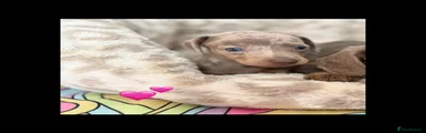 Dachshund 6