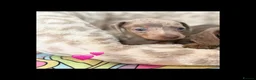Dachshund dogs for sale: Beautiful dachshund puppies  - Advert 12