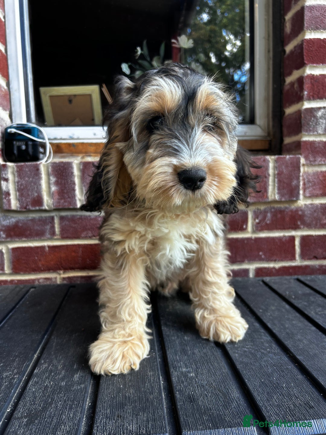 Cockapoo dogs for sale: Show cockapoos  - Image 9