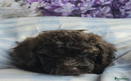 Cockapoo dogs for sale: sable & phantom & tri colour cockapoo puppies  - Image 16