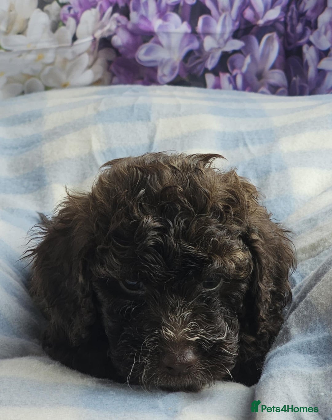Cockapoo dogs for sale: sable & phantom & tri colour cockapoo puppies  - Image 16