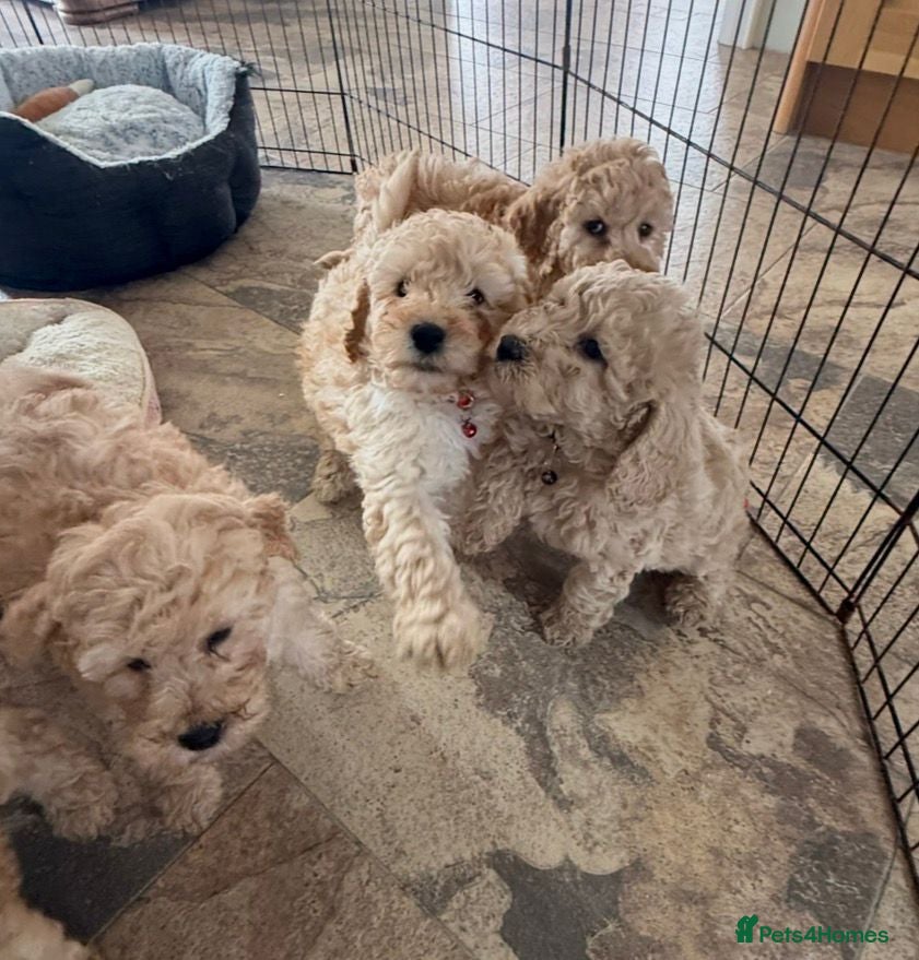 Cockapoo dogs F1b COCKAPOO Puppies (Teddy bears 🐻) - Advert 1