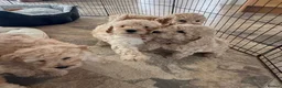 Cockapoo dogs for sale: F1b COCKAPOO Puppies (Teddy bears 🐻) - Advert 1