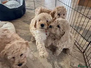 Cockapoo dogs F1b COCKAPOO Puppies (Teddy bears 🐻) - Advert 2