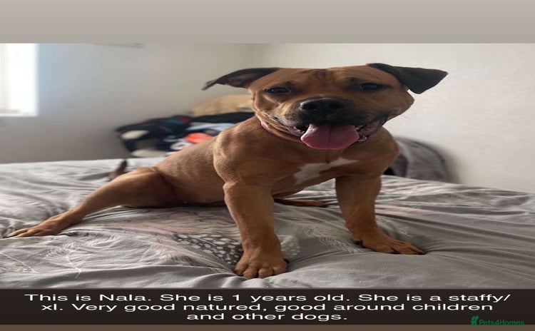 American Bull Staffy dogs - Advert 3
