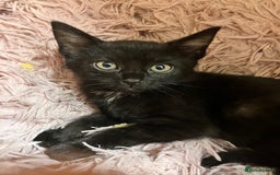 Mixed Breed cats for sale: Lovely little kittens for sale - Image 2