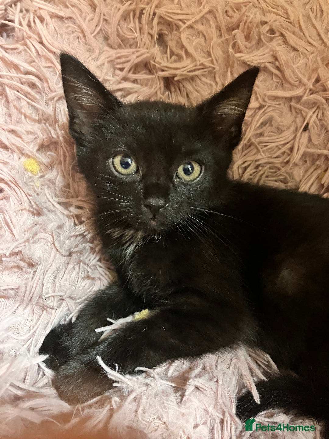 Mixed Breed cats for sale: Lovely little kittens for sale - Image 2